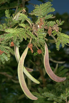 Image of Vachellia robusta (Burch.) Kyal. & Boatwr.