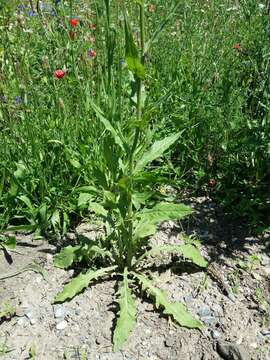 Image of smallflower hawksbeard