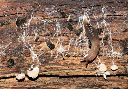 Image of grey field slug