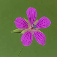 Imagem de Geranium palustre L.