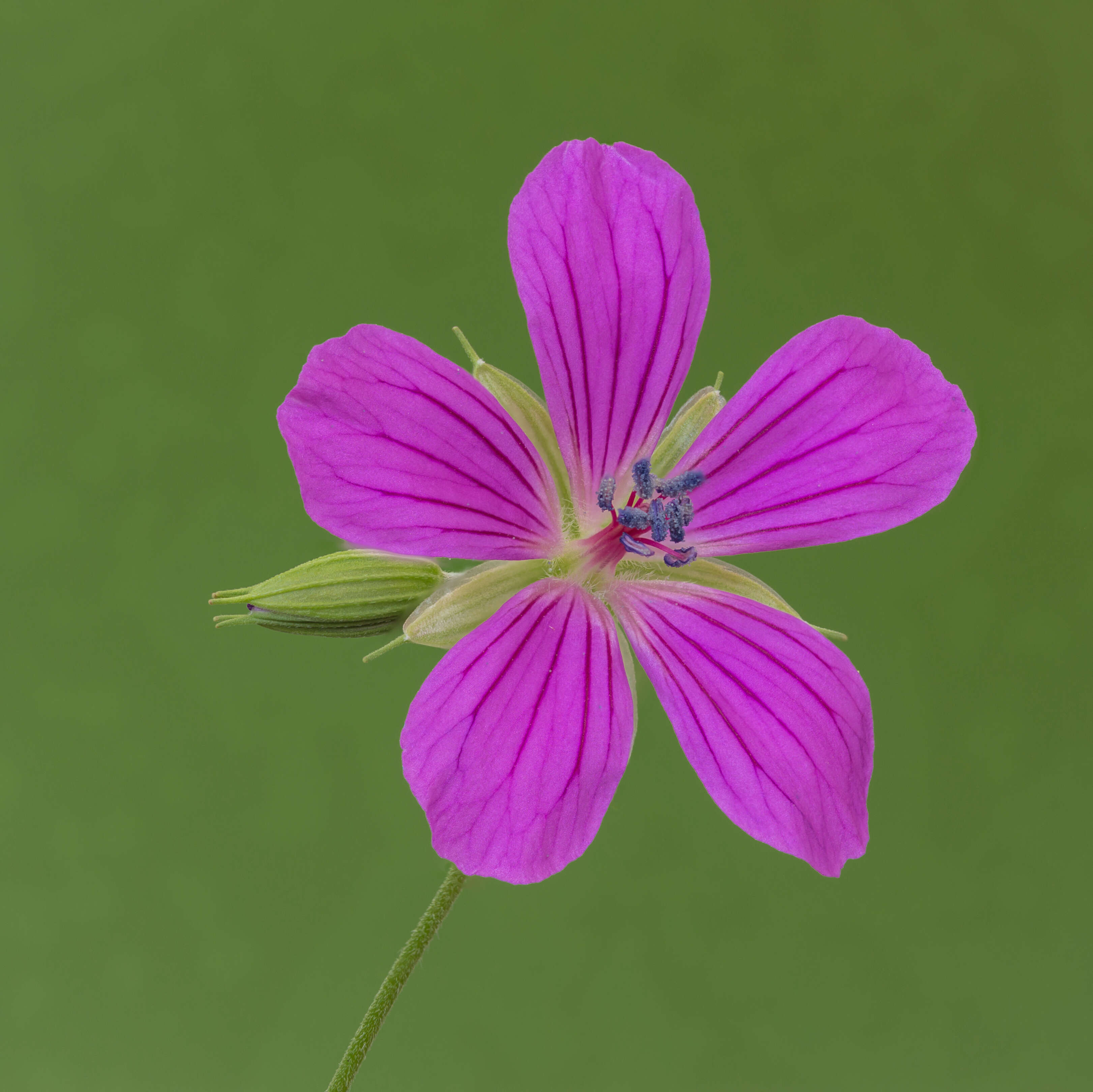 Imagem de Geranium palustre L.