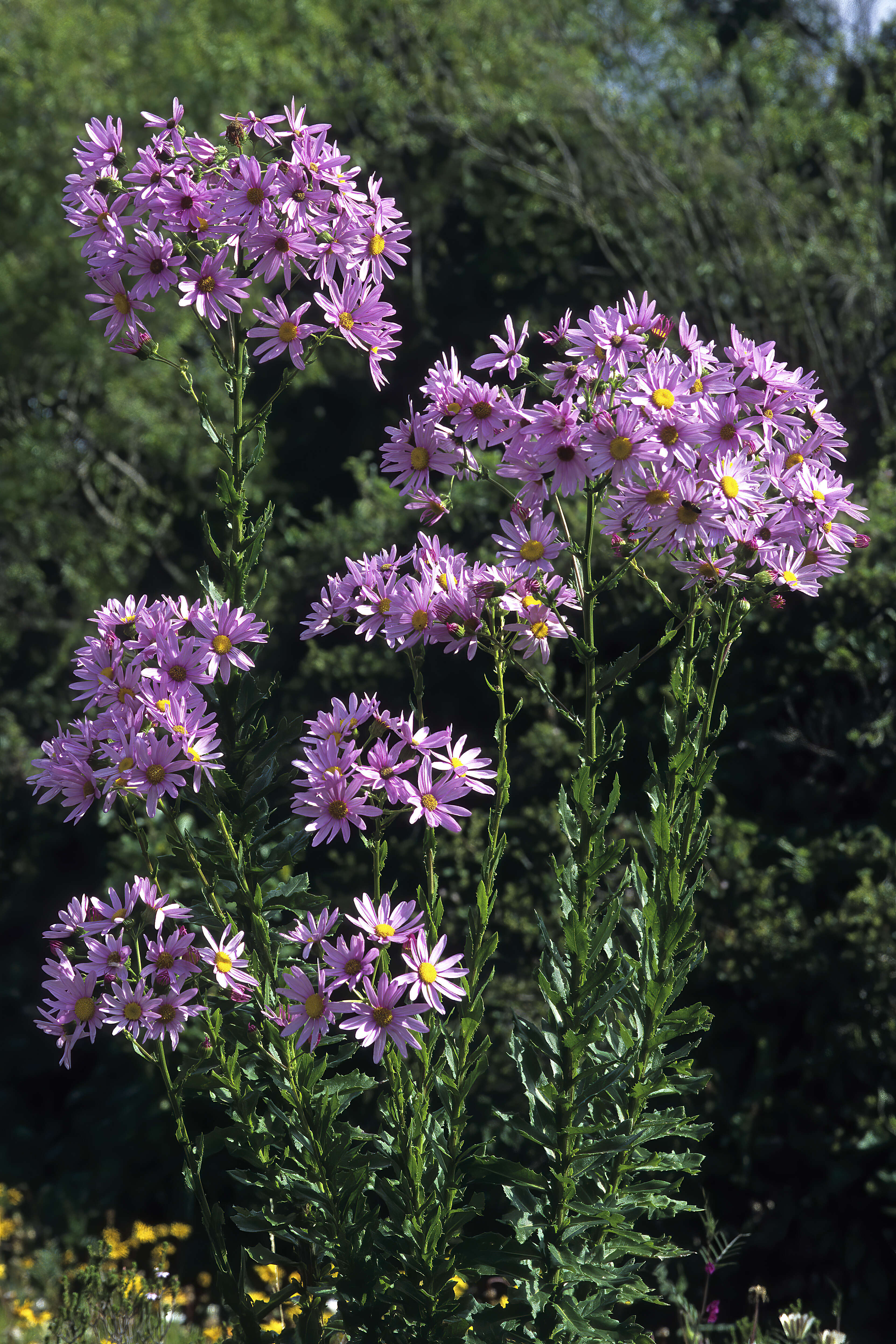 Senecio glastifolius L. fil. resmi