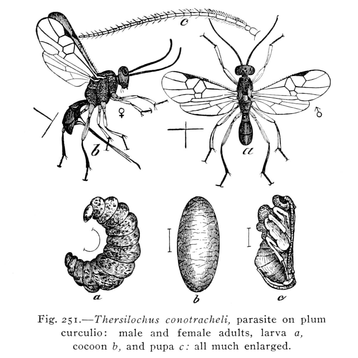 Plancia ëd Tersilochus