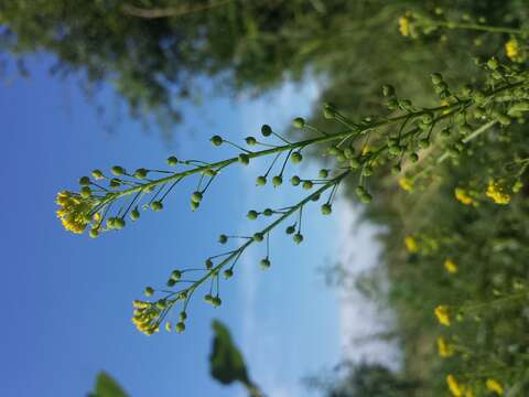 Image of ball mustard