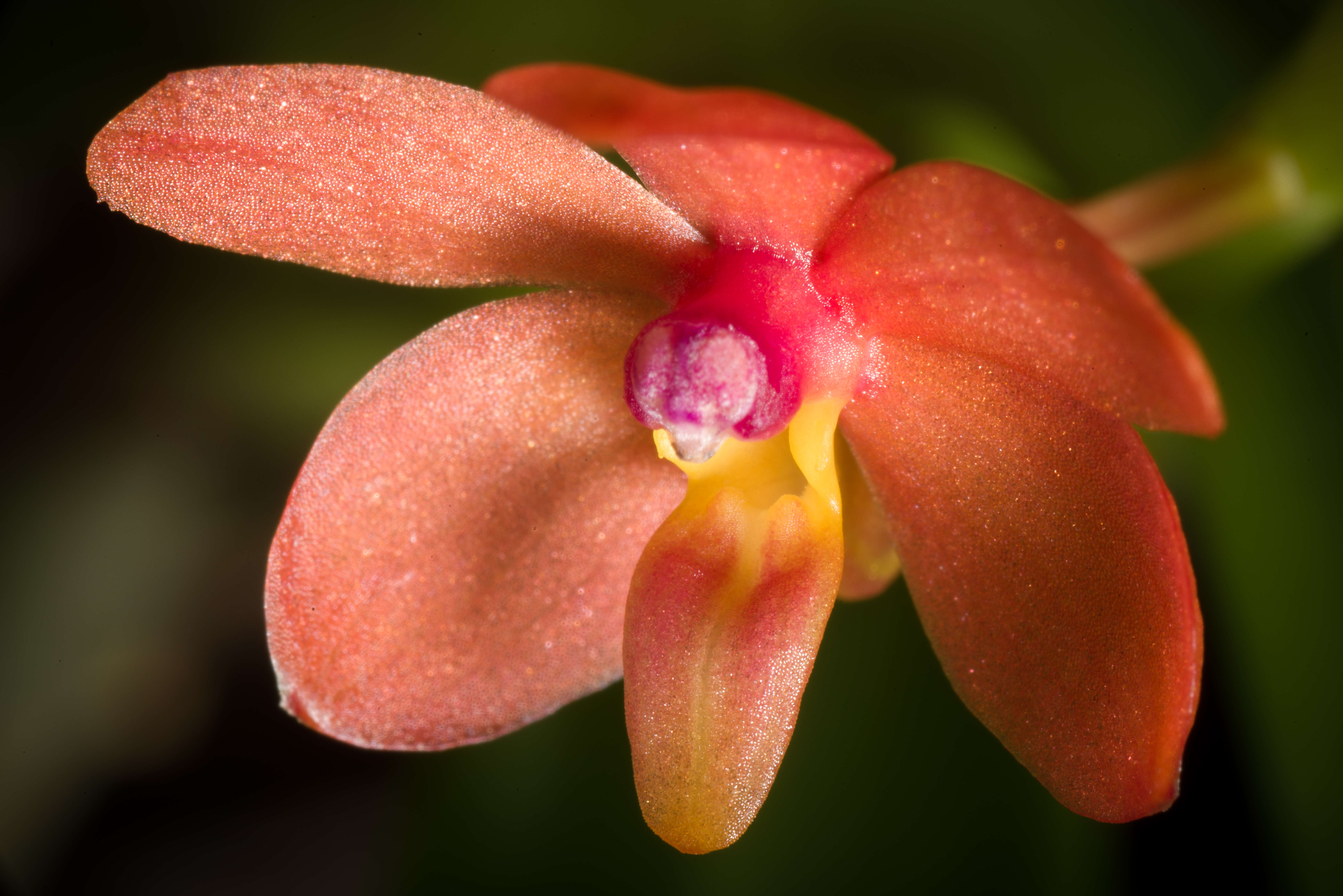 Image of Vanda curvifolia (Lindl.) L. M. Gardiner