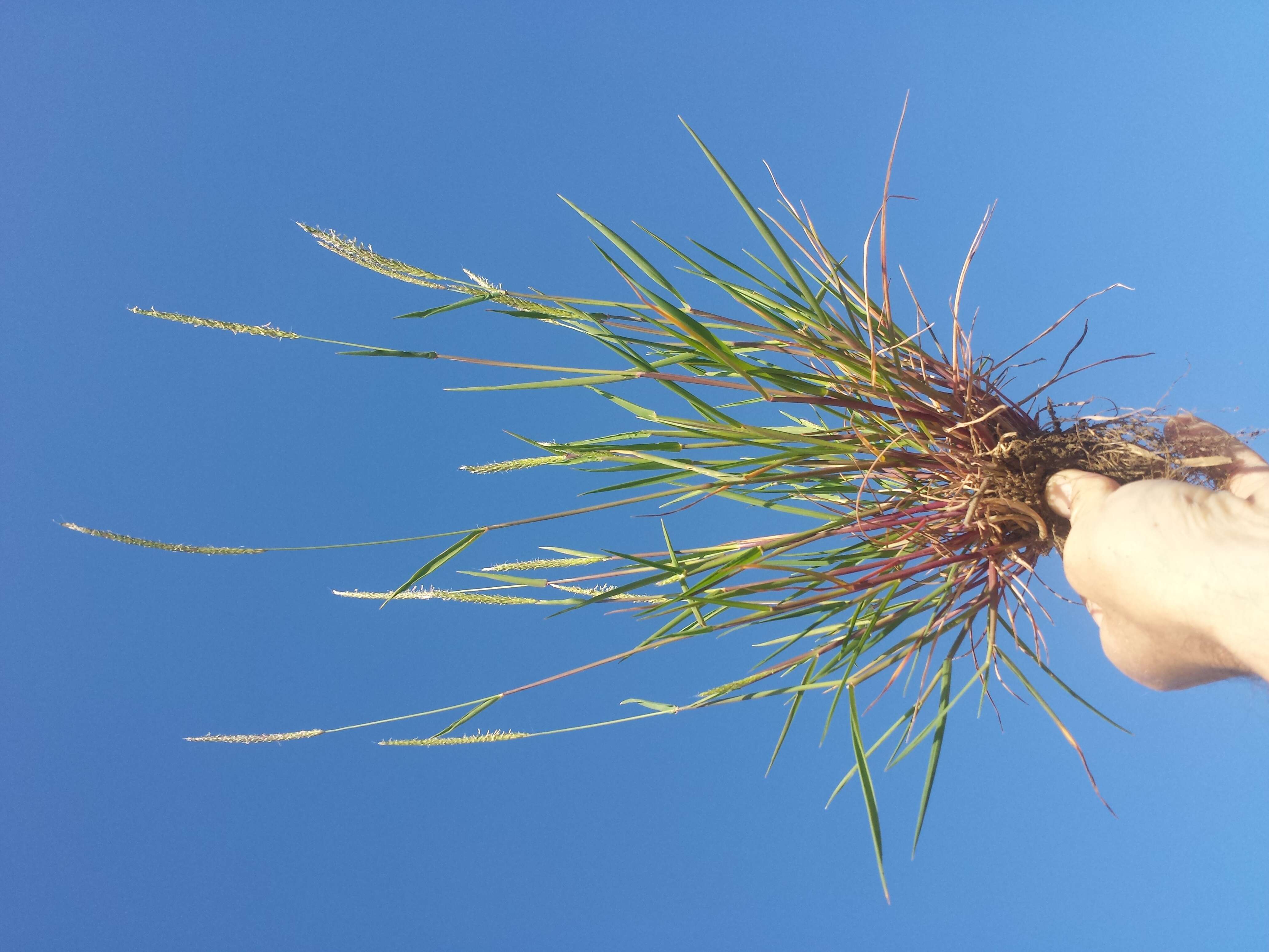 Image of black-grass