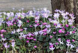 Image of Cyclamen coum Miller