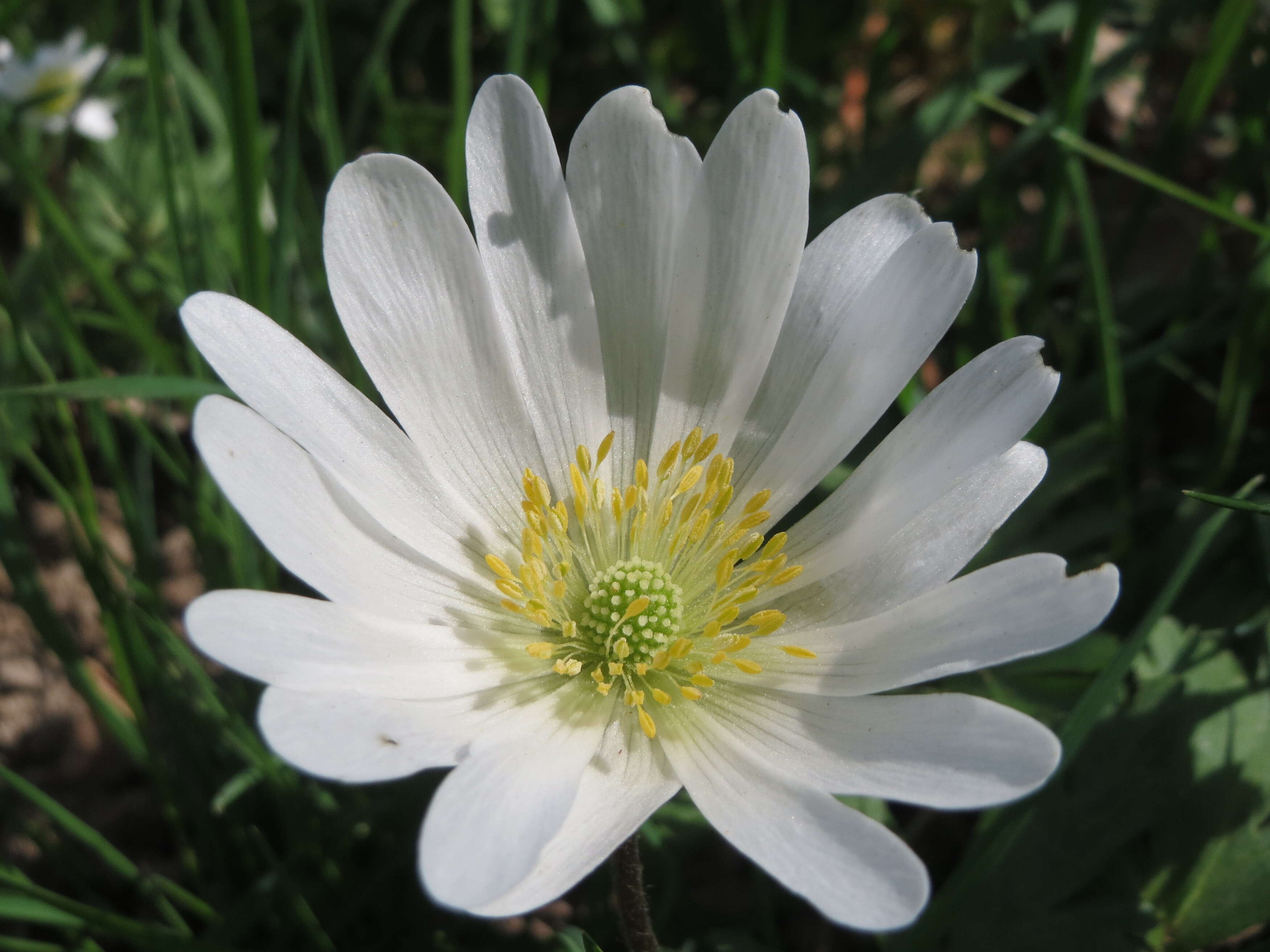 Image of Balkan Anemone