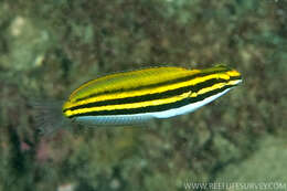 Image of Lined fangblenny