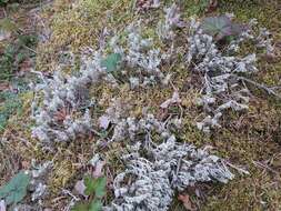 Image of Reindeer lichen