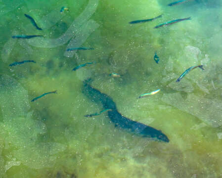 Image of European Eel