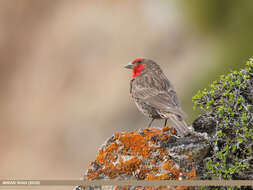 Image of Red-fronted Rosefinch