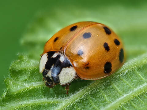 Image of Harmonia axyridis (Pallas 1773)