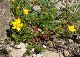 Image of spring cinquefoil