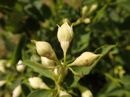 Image of sweet mock orange