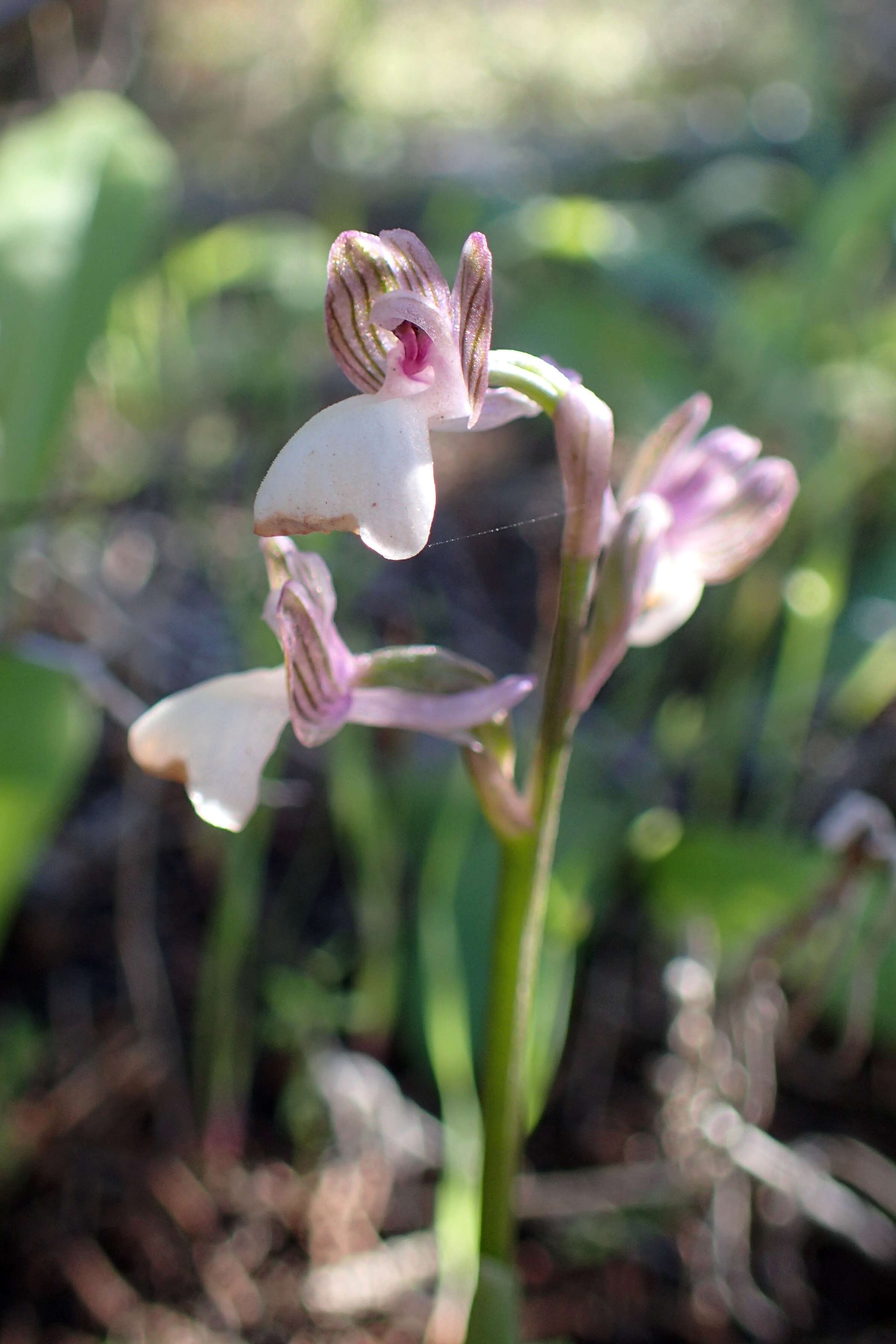 Image of Anacamptis morio subsp. syriaca (E. G. Camus) H. Kretzschmar, Eccarius & H. Dietr.