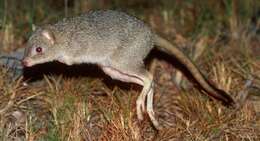 Sivun Bettongia tropica Wakefield 1967 kuva