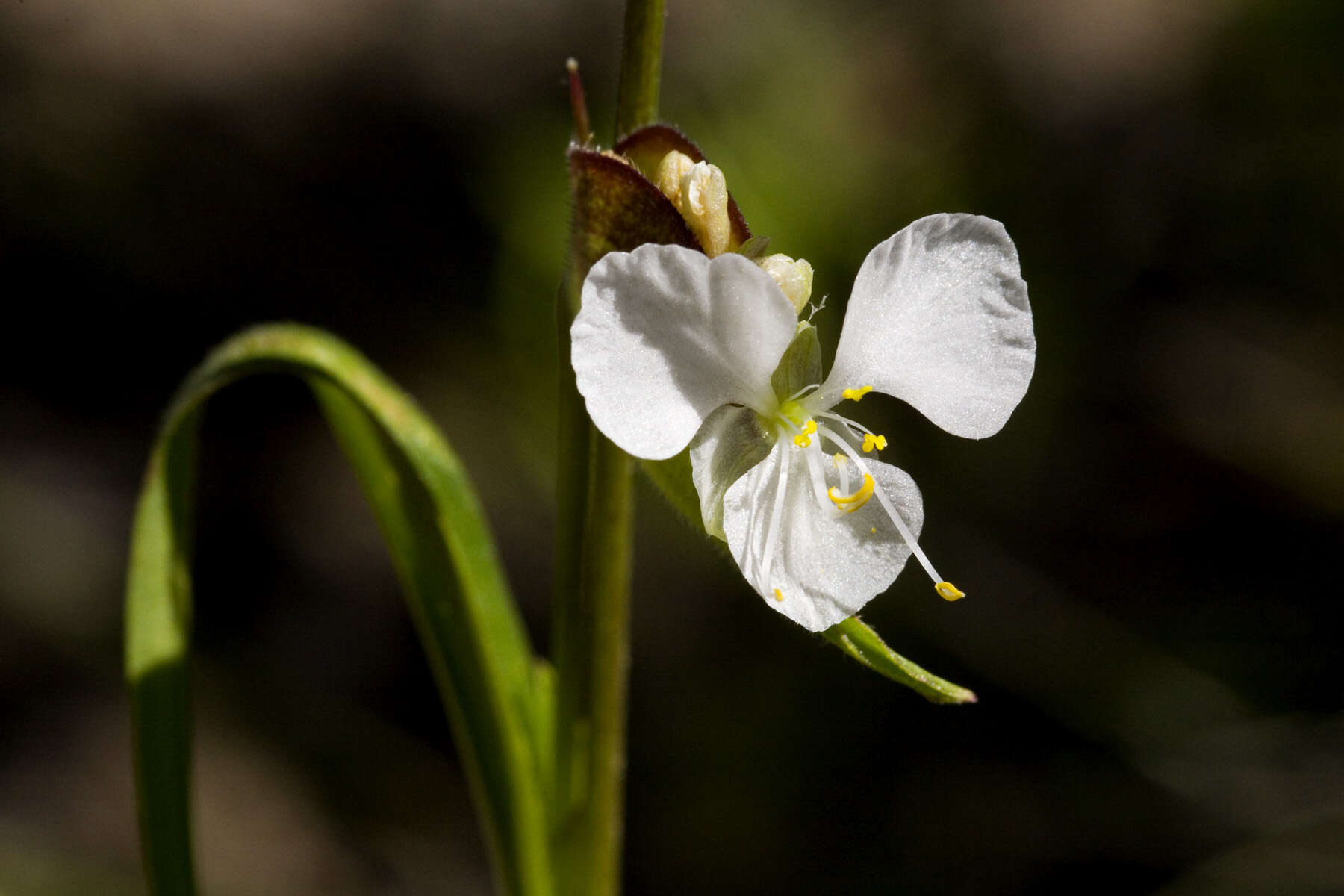 Image of birdbill dayflower