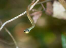 Image of Daudin's bronzeback