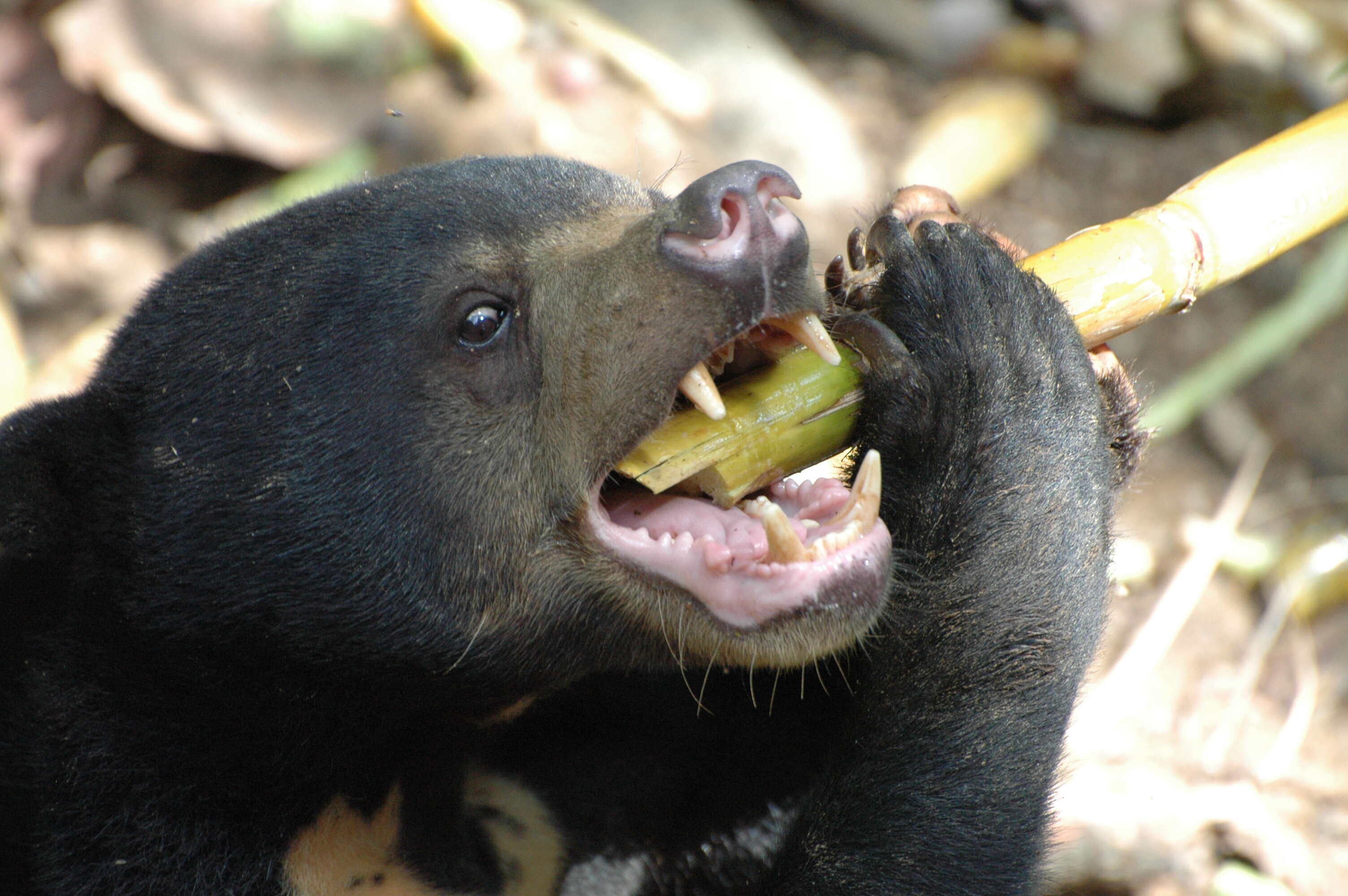 Image of Sun bear