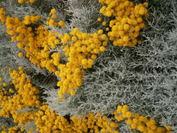 Image of lavender cotton