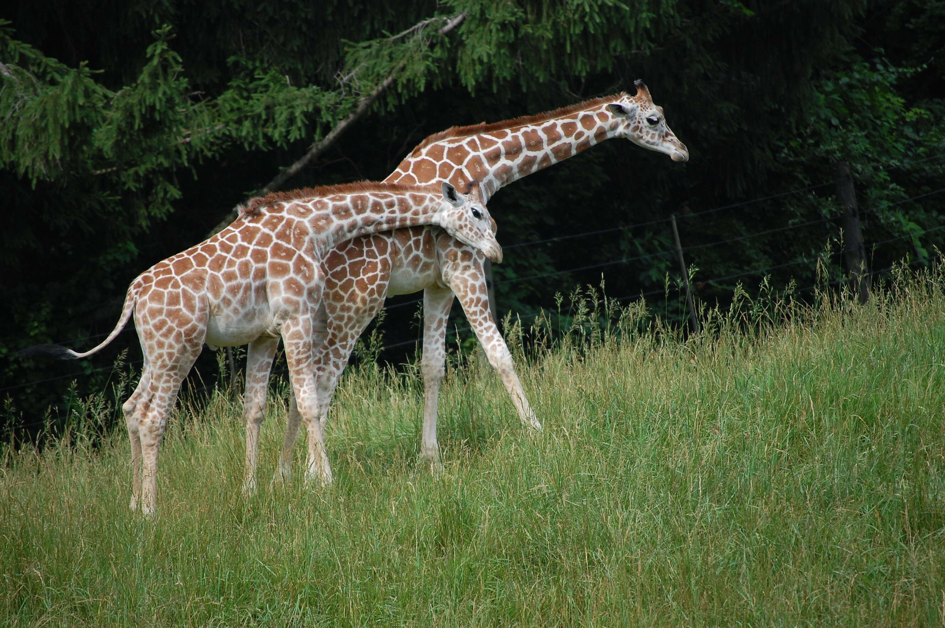 Plancia ëd Giraffa camelopardalis (Linnaeus 1758)