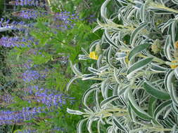 Image of shrubby Jerusalem sage