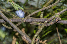 Image of Ripogonum scandens J. R. Forst. & G. Forst.