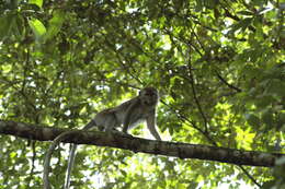Image of Long-tailed Macaque