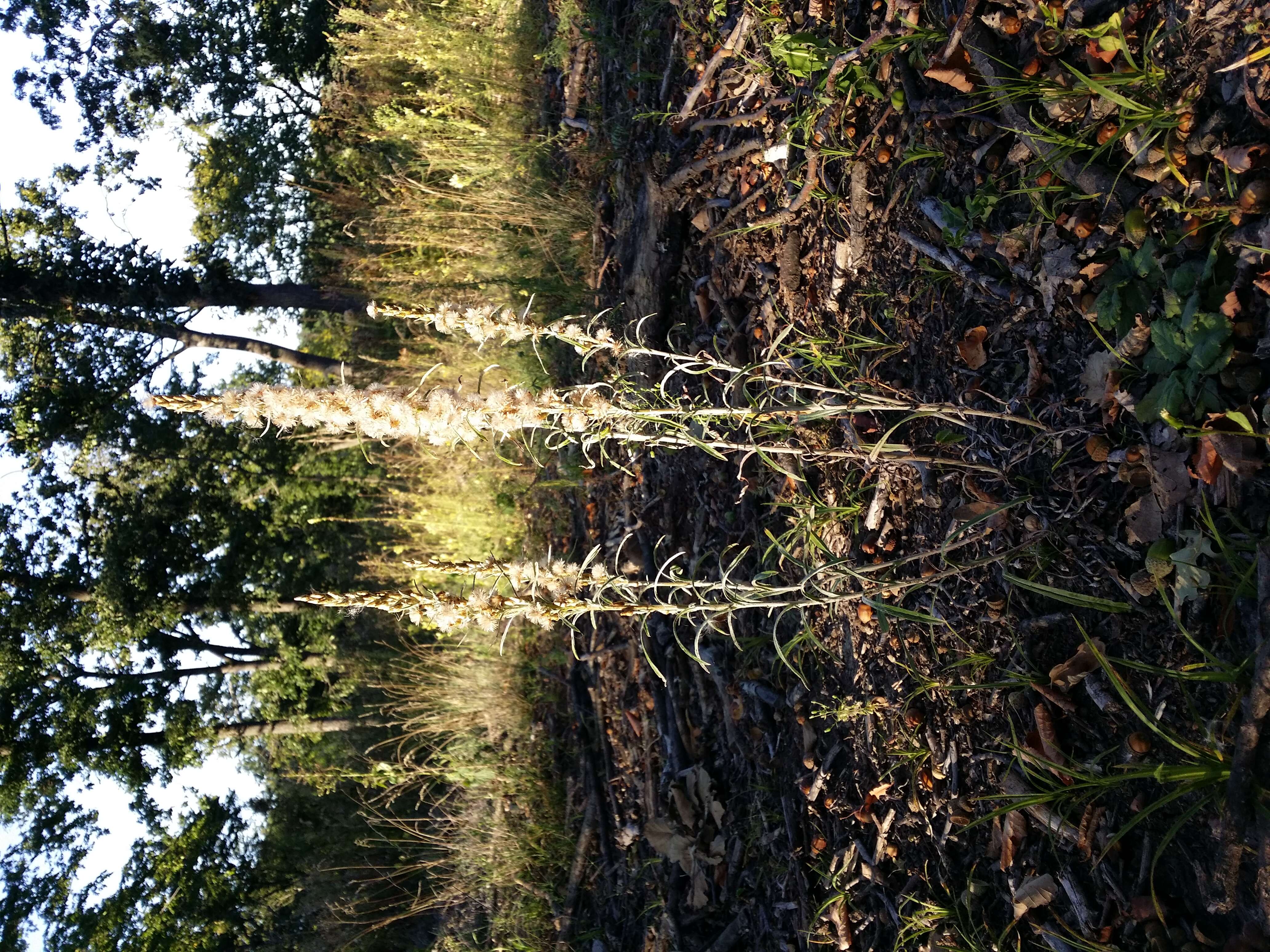 Image of heath cudweed