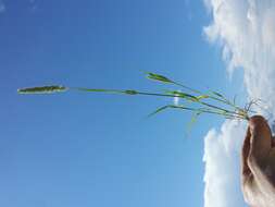 Image of Mediterranean hairgrass