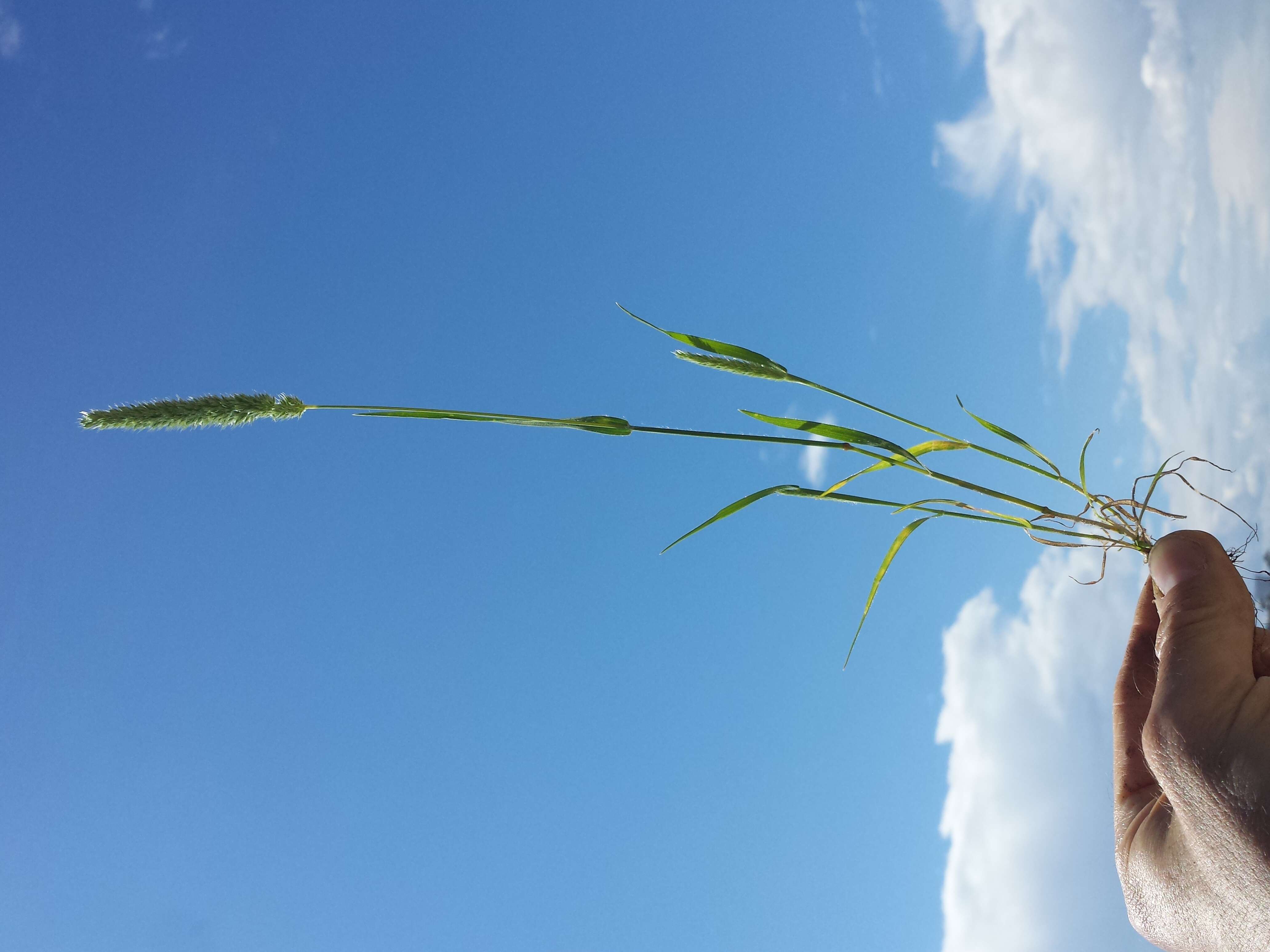 Image of Mediterranean hairgrass