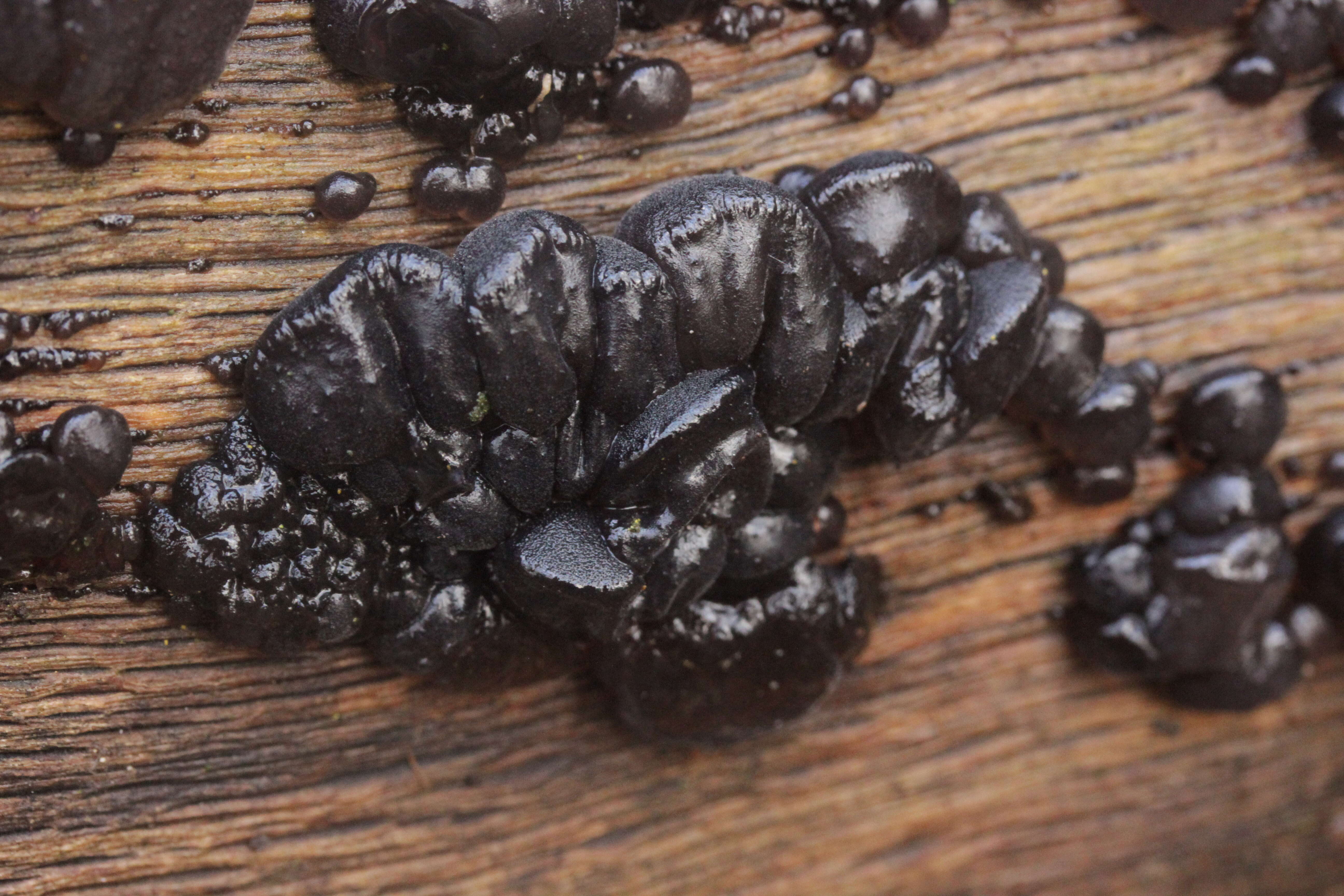 Image of Black Witches' Butter