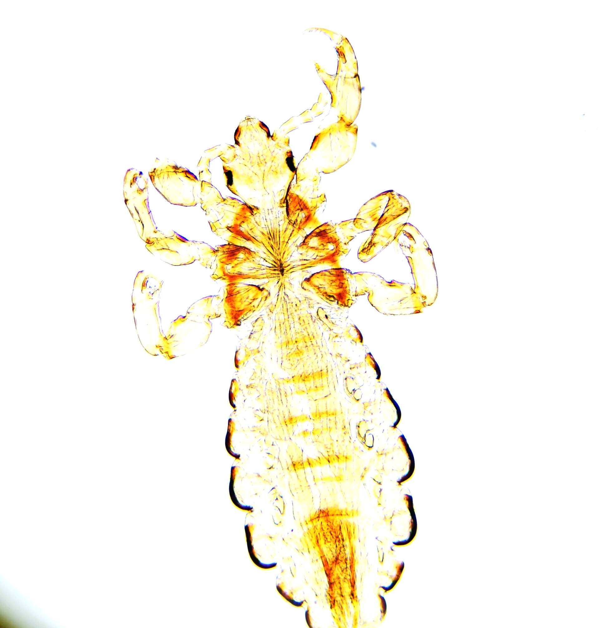 Pediculus humanus humanus Linnaeus 1758 resmi