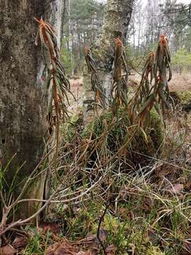 Imagem de Rhododendron tomentosum (Stokes) Harmaja