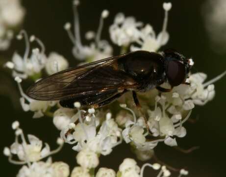 Image of <i>Cheilosia scutellata</i>