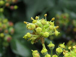 Hedera nepalensis K. Koch resmi