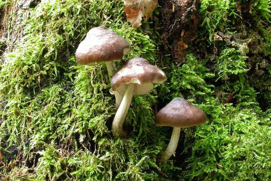 Image of Deer Mushroom