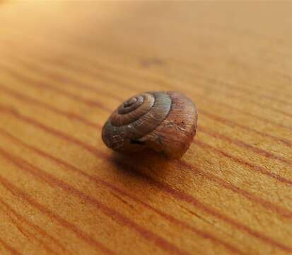 Image of reddish snail