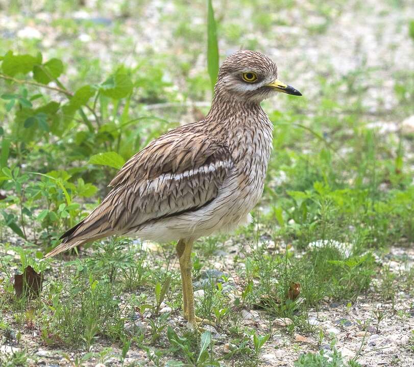 Image of Eurasian Stone-curlew