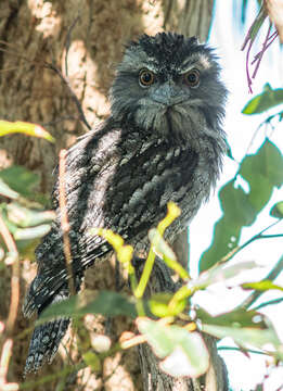 Image of Tawny Frogmouth