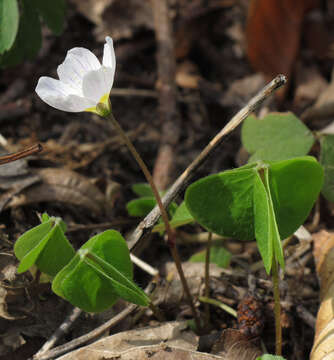 Imagem de Oxalis acetosella L.