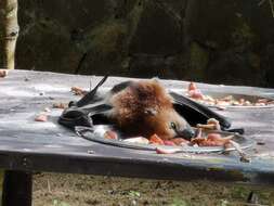 Image of Greater Mascarene Flying Fox