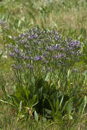 Image of Mediterranean sea lavender