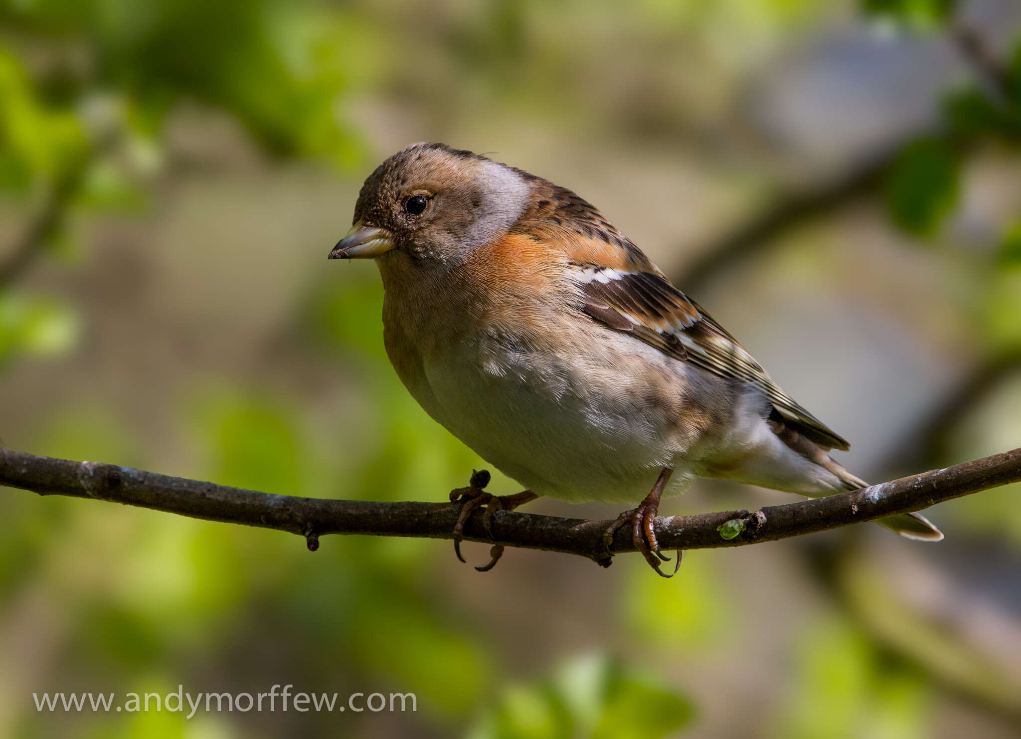 Image of Brambling