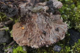 Слика од Thelephora terrestris Ehrh. 1787