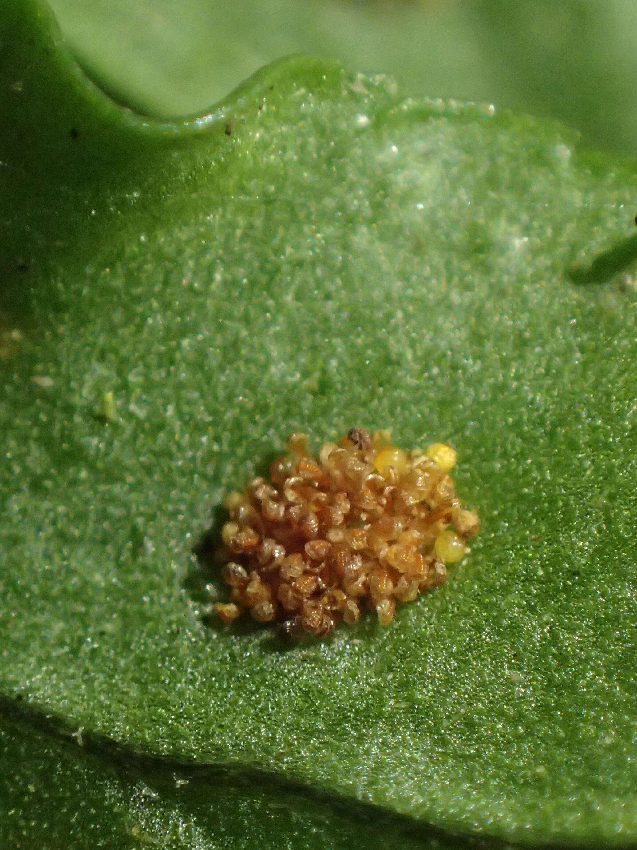 Image of common polypody