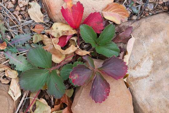 Image of Garden strawberry