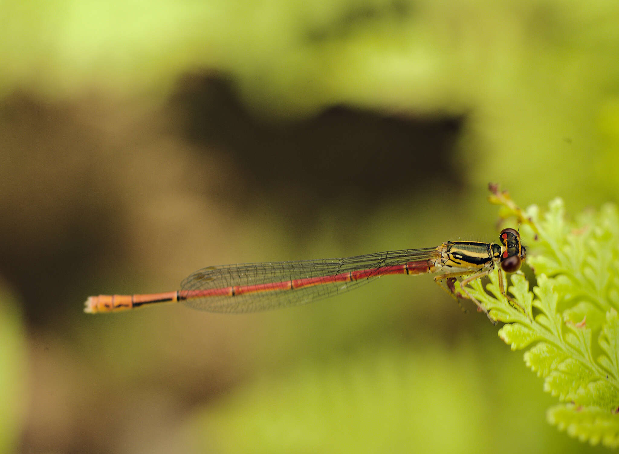 Image of Common Redcoat Damselfly