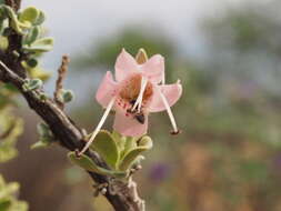 Imagem de Eremophila forrestii F. Muell.